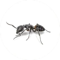 Ant Control