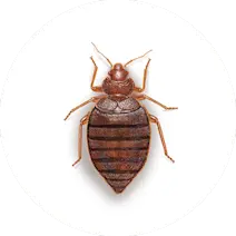 Bed Bug Control
