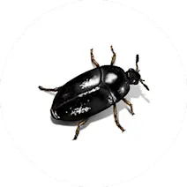 Carpet Beetle Control