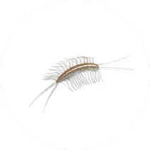 Centipede Control