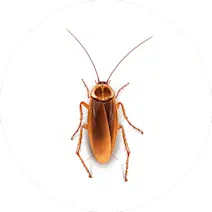 Cockroach Control