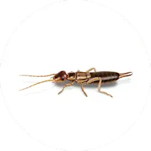 Earwig Control