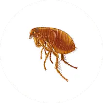 Flea Control