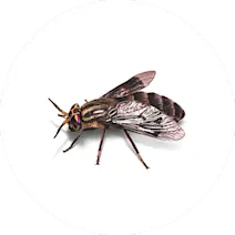 Fly Control