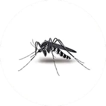 Mosquito Control