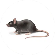 Rodent Control