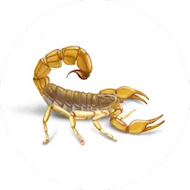 Scorpion Control