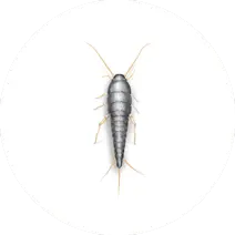 Silverfish Control
