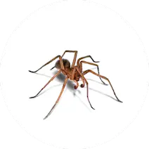 Spider Control