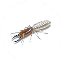 Termite Control
