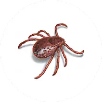Tick Control
