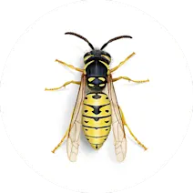 Wasp & Hornet Control